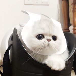 日逼高清视频看看
